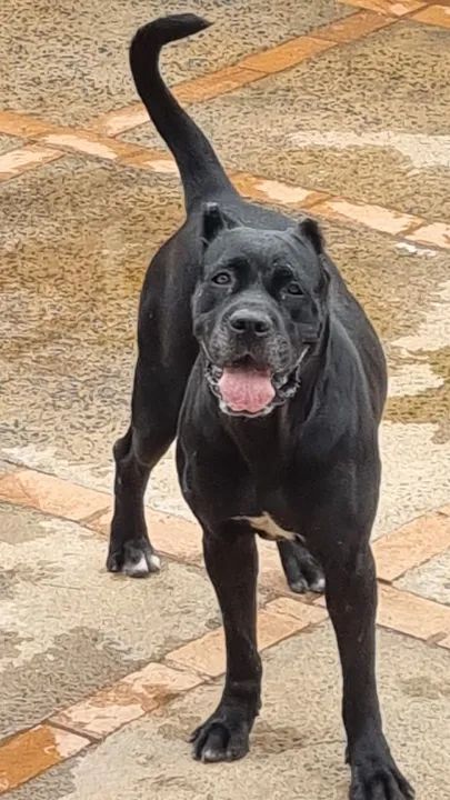 Cane Corso - filhotes disponíveis - pretos - 20 dias - Foto 3