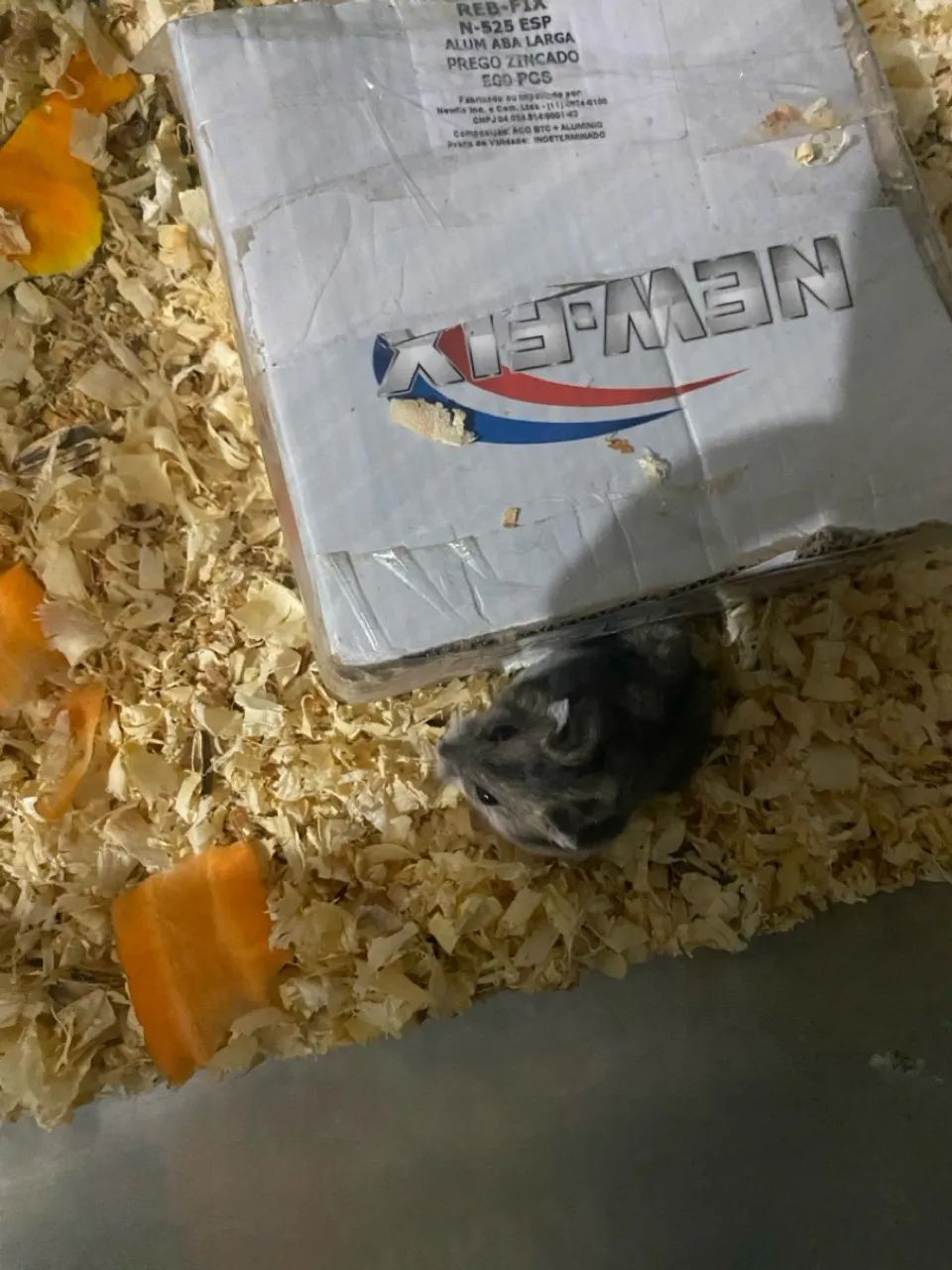 Ramister anao russo  - Foto 6