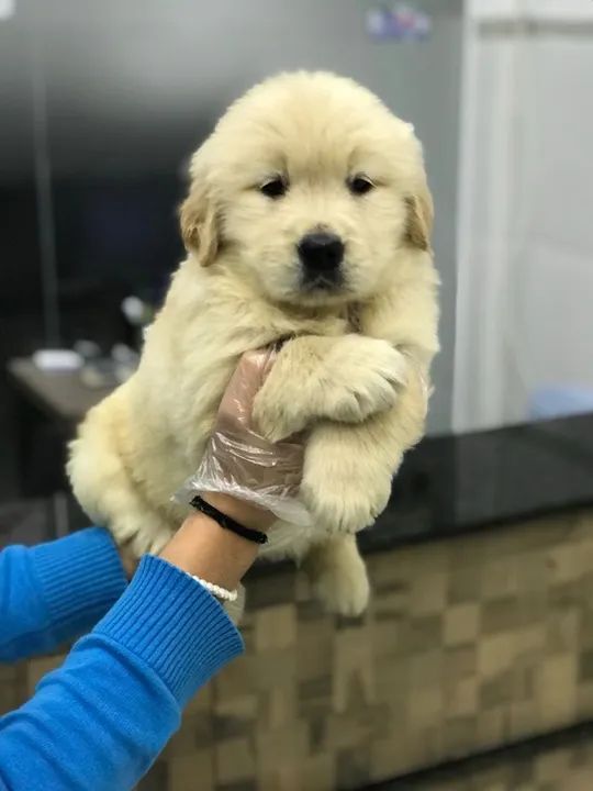 Golden Retriever Entregamos no conforto do seu lar - Foto 3
