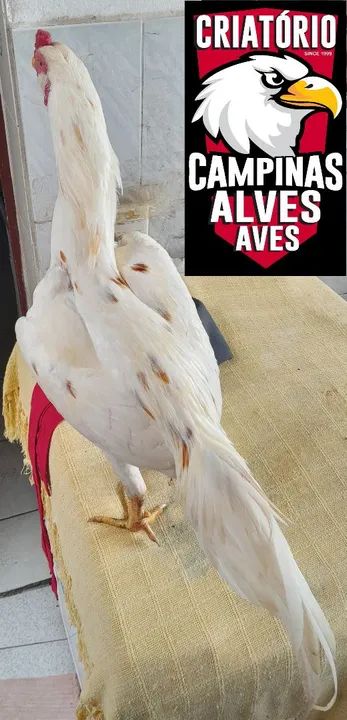 Frango Mura Barbudo Pintado