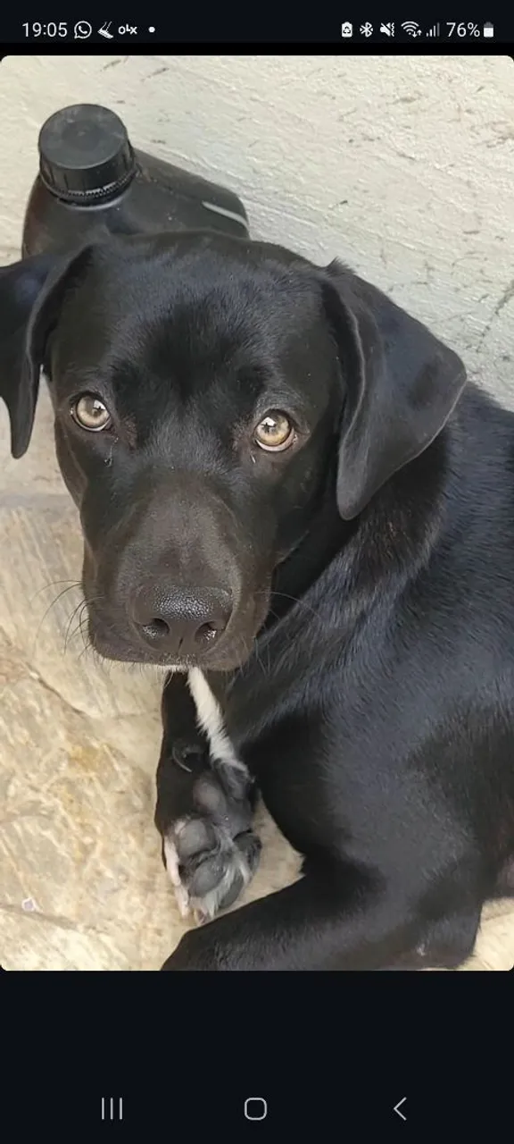 Cão pra doação de 6 meses vira lata já com vacina e quieto