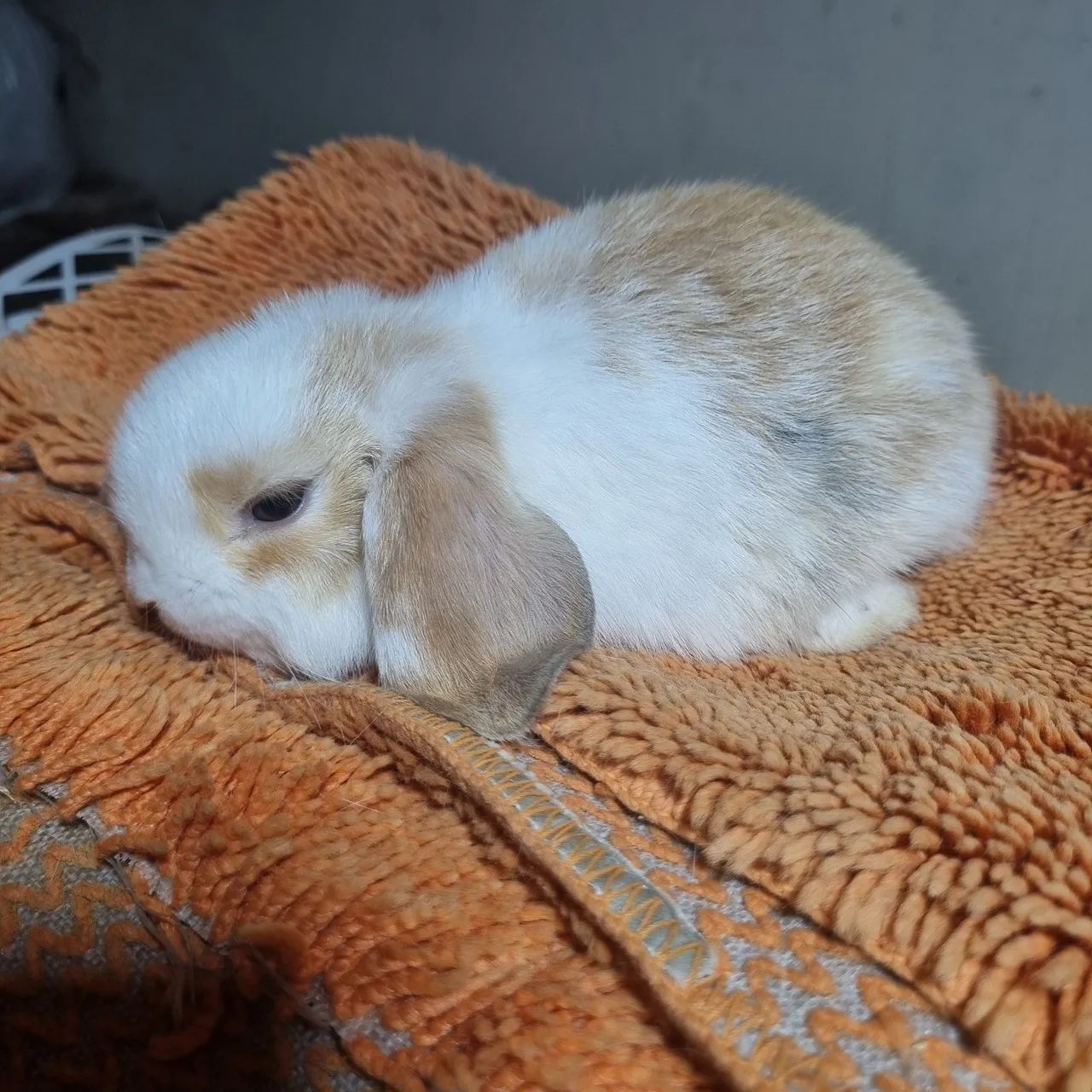 Coelho mini lop femea linda tricolor  - Foto 2