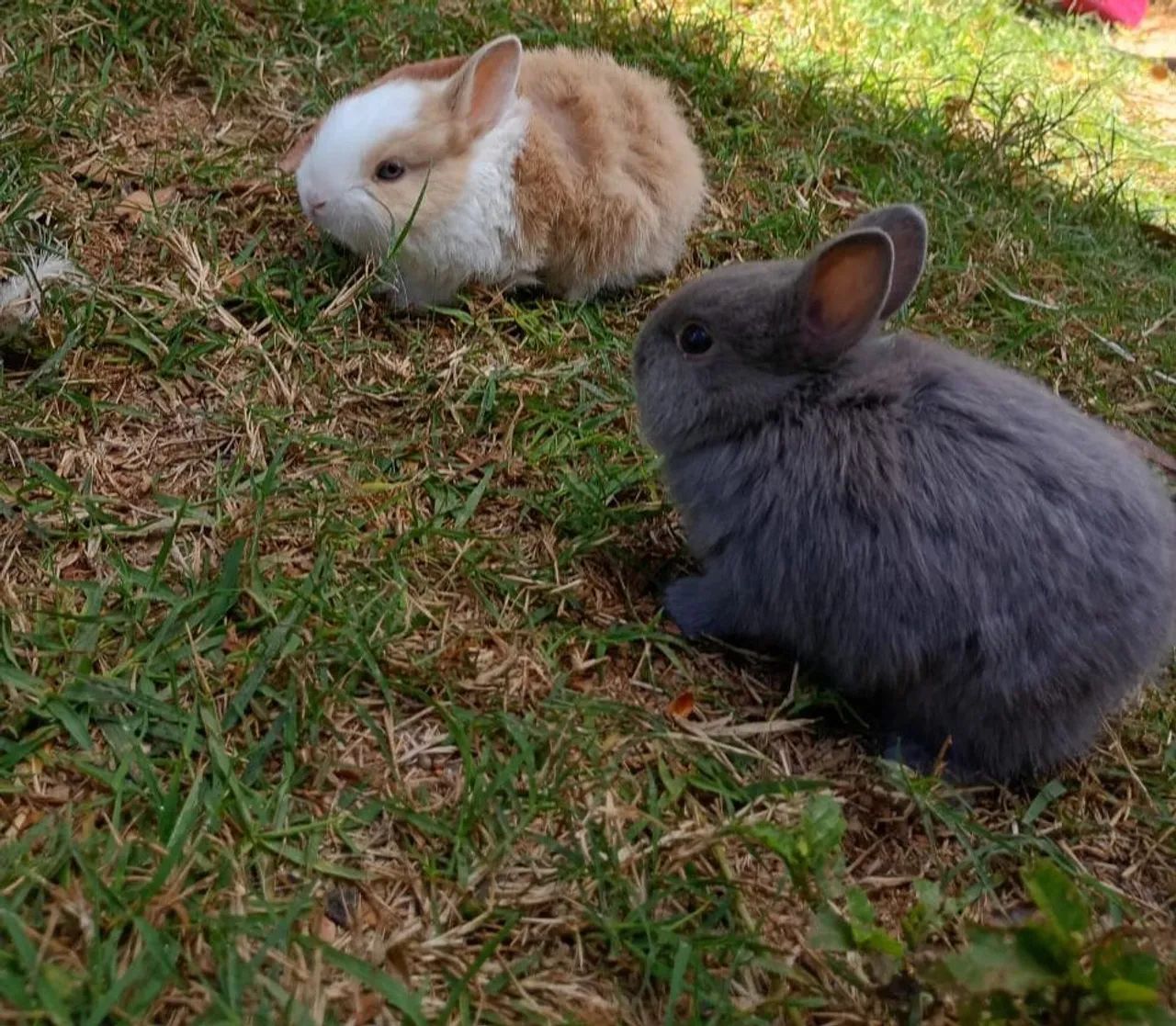 Mini coelho (Casal)  - Foto 2