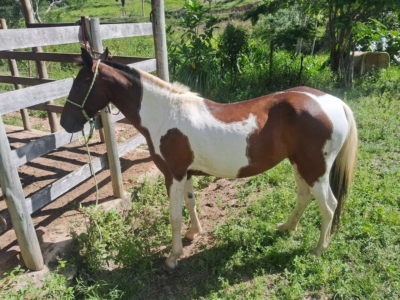 Potro Paint Horse - 6 ano