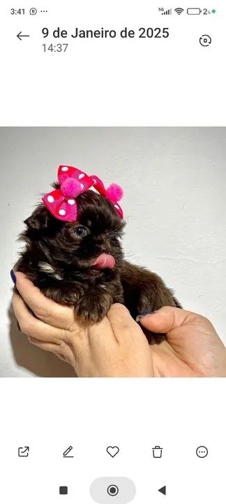 Shih-tzu fêmea ? - Foto 6