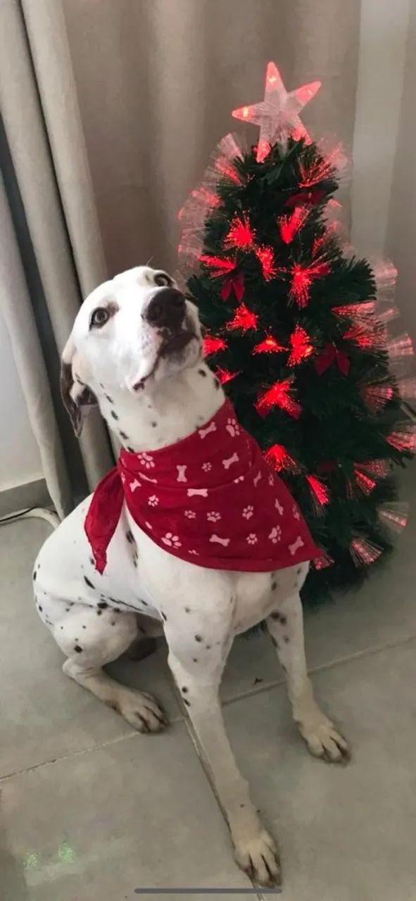 Dálmata disponível para adoção - Foto 3
