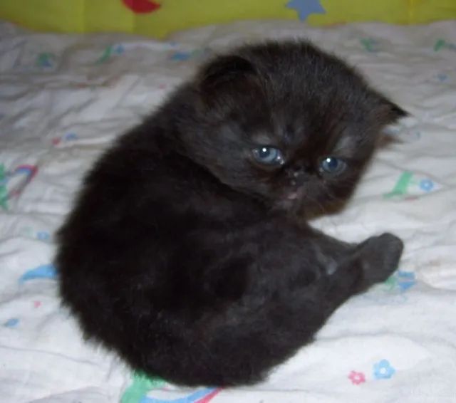 Persa Filhotes Encantadores na Cor Preto - Foto 3