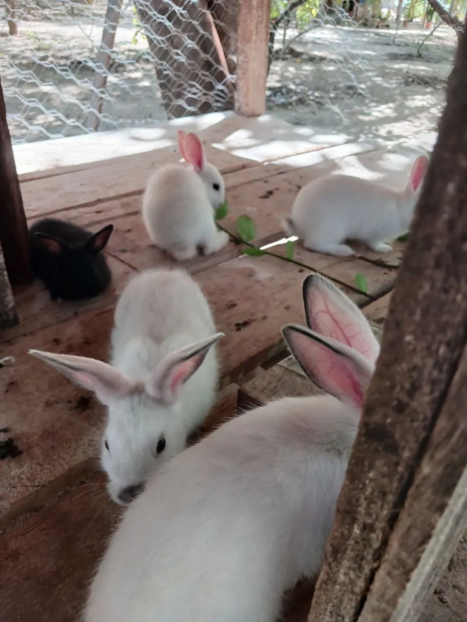 Coelhinhos para venda - Foto 4