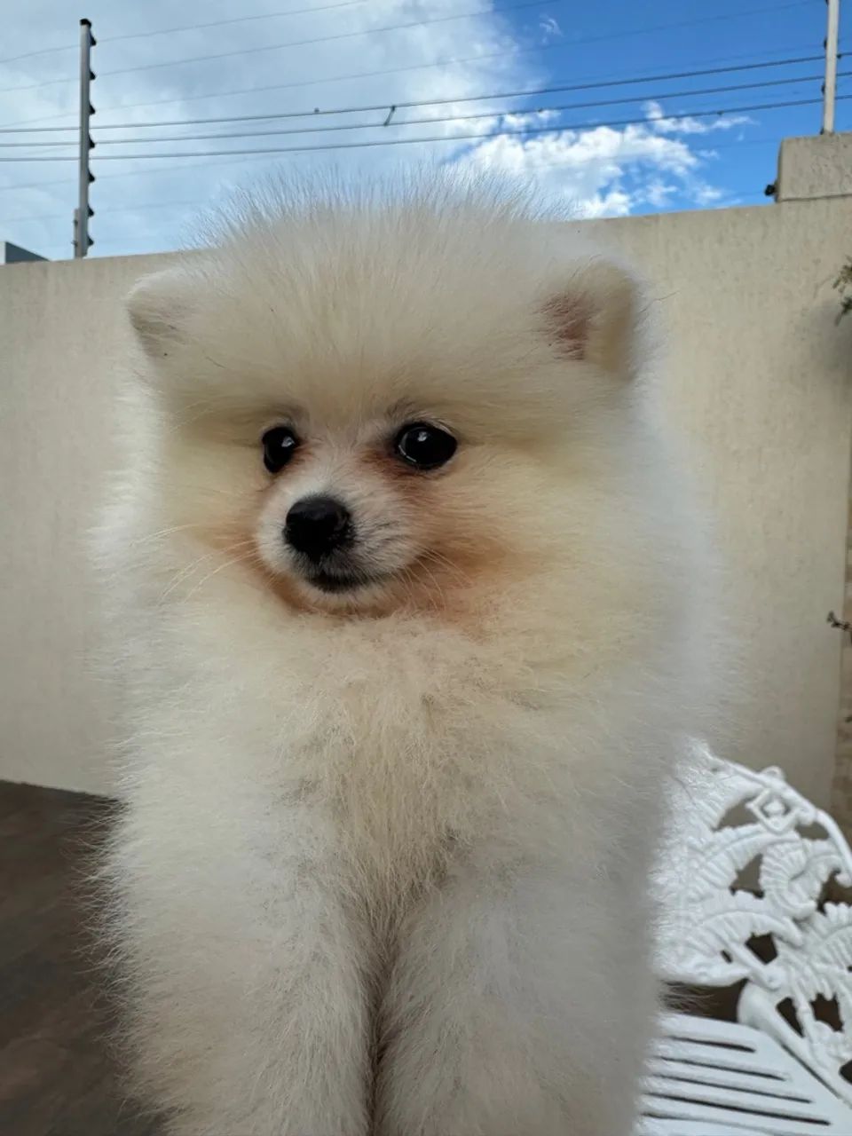 Filhote de Spitz Alemão anão - Foto 3