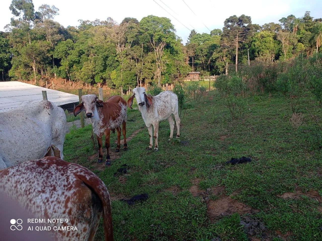 Vaca leiteira - raça Gir Leiteiro - Foto 2