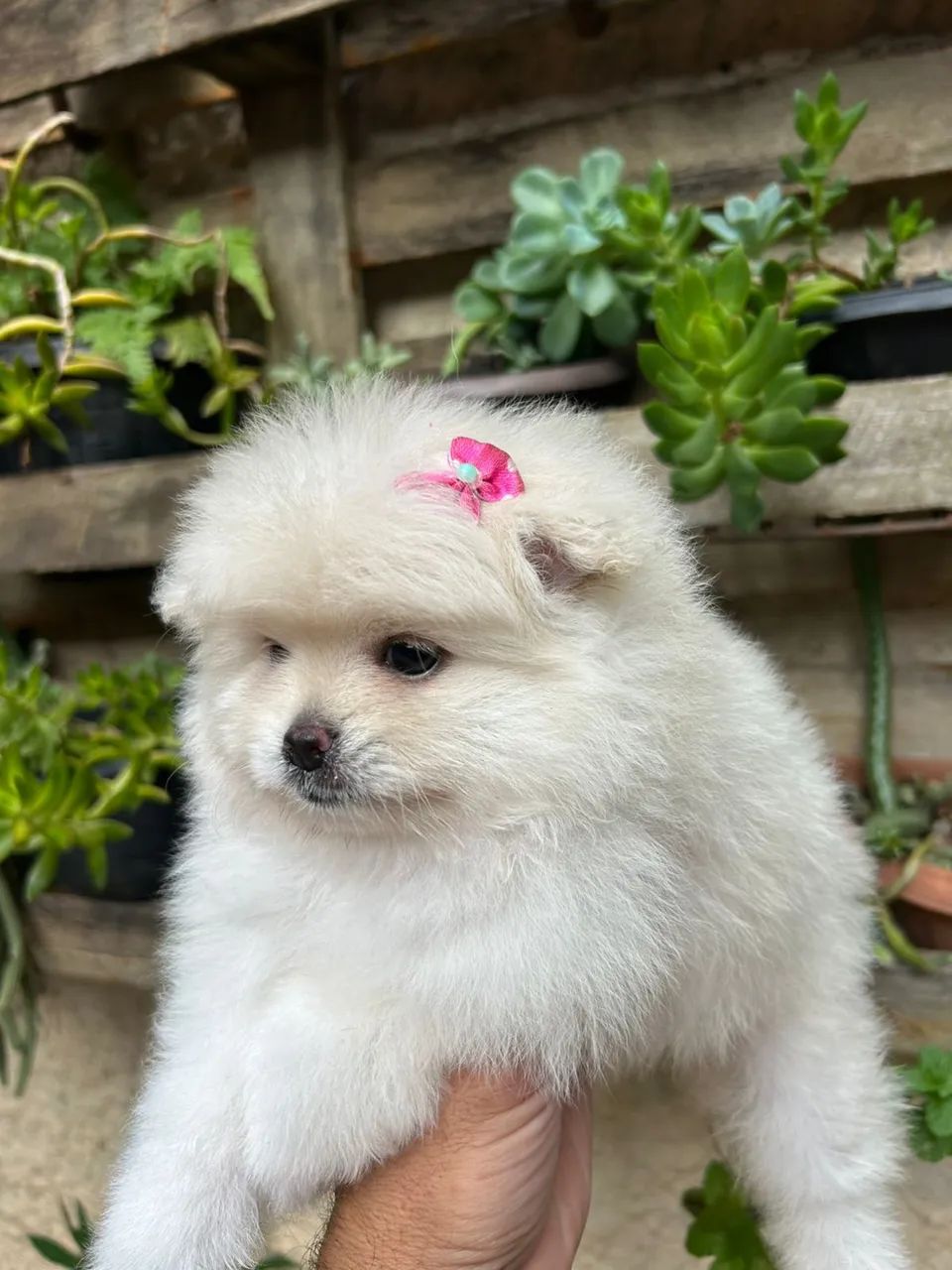 Lulu da pomerania 