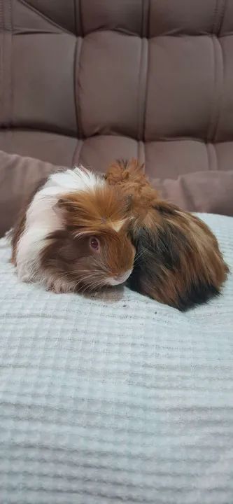 Dois porquinhos da índia fofinhos para adoção - Foto 3