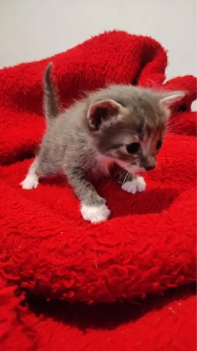 Gatinhos filhotes para doação