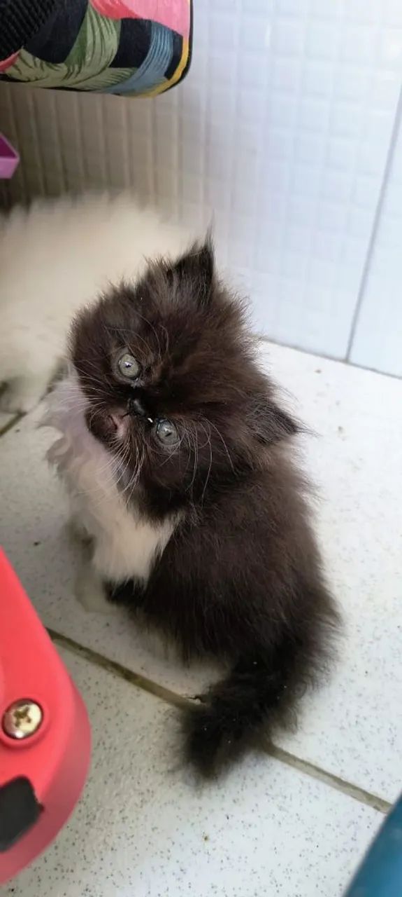 Gato persa show  - Foto 2