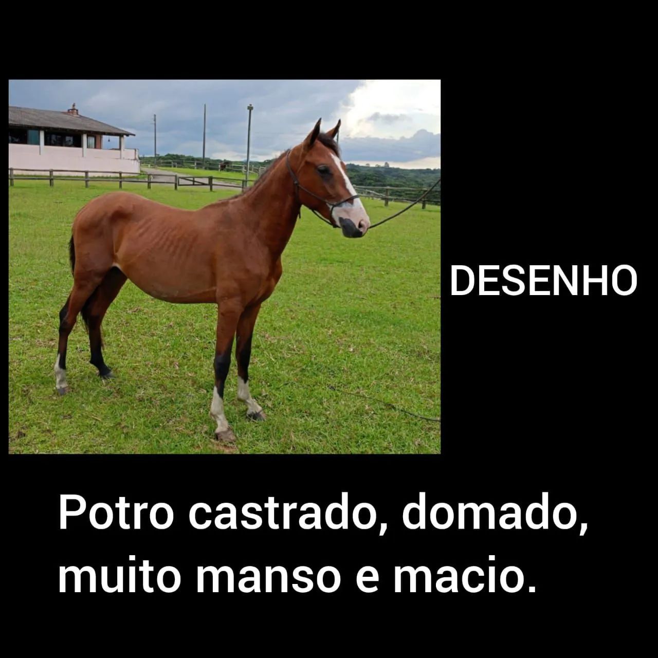 CAVALOS, EGUAS MANGALARGA MARCHADOR - Foto 2