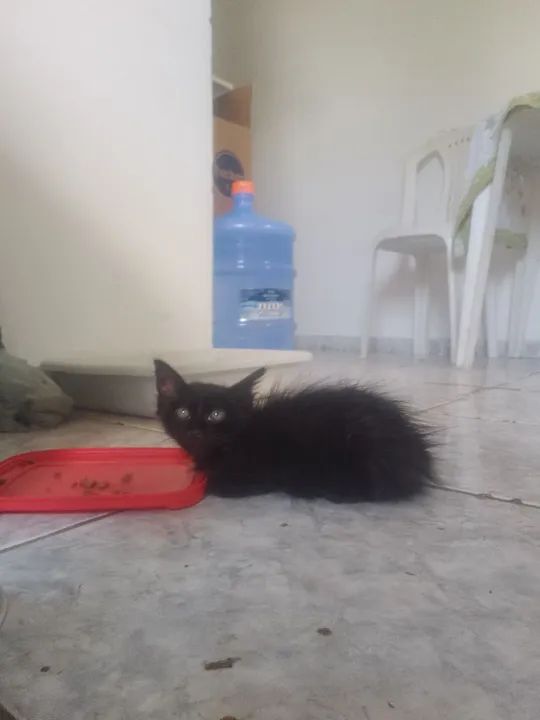 Gatinho  - Foto 4