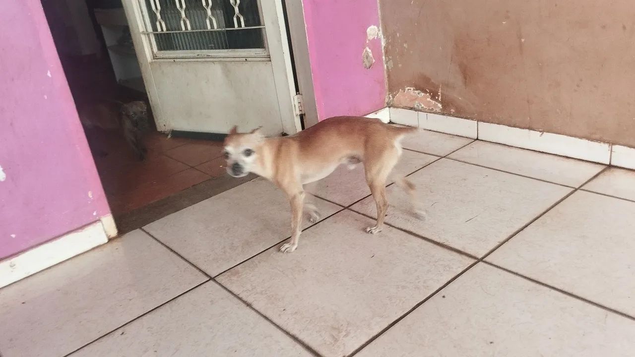 Filhote raça pequena para doação  - Foto 5