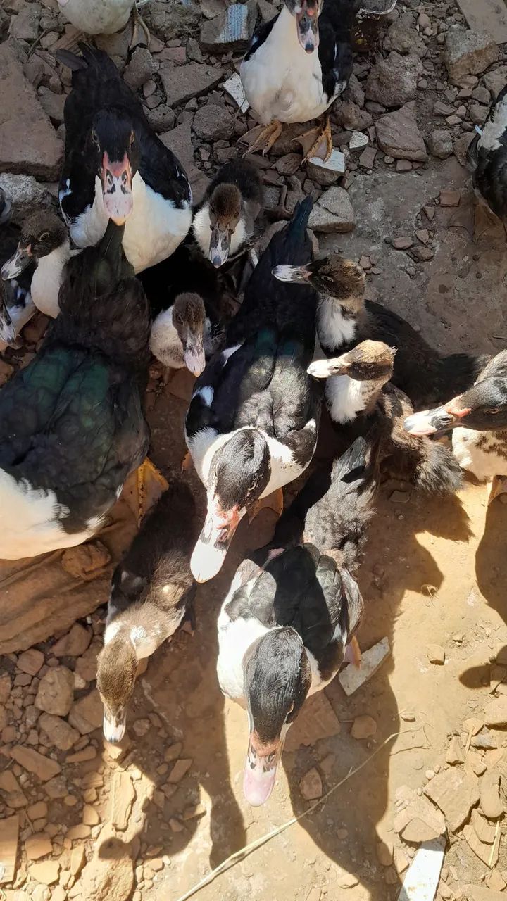Patos - Foto 3