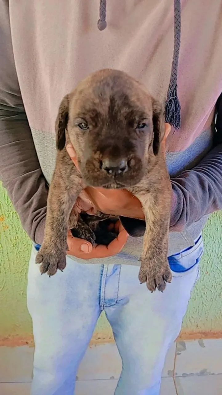 Filhotes disponíveis, cane corso italiano  - Foto 5