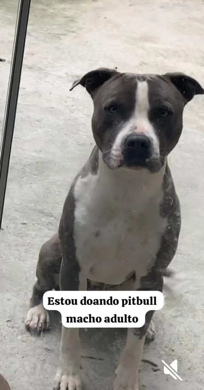 Pitbull macho adulto para doação