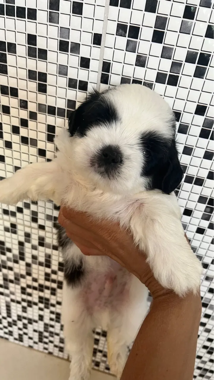Filhote Shih Tzu