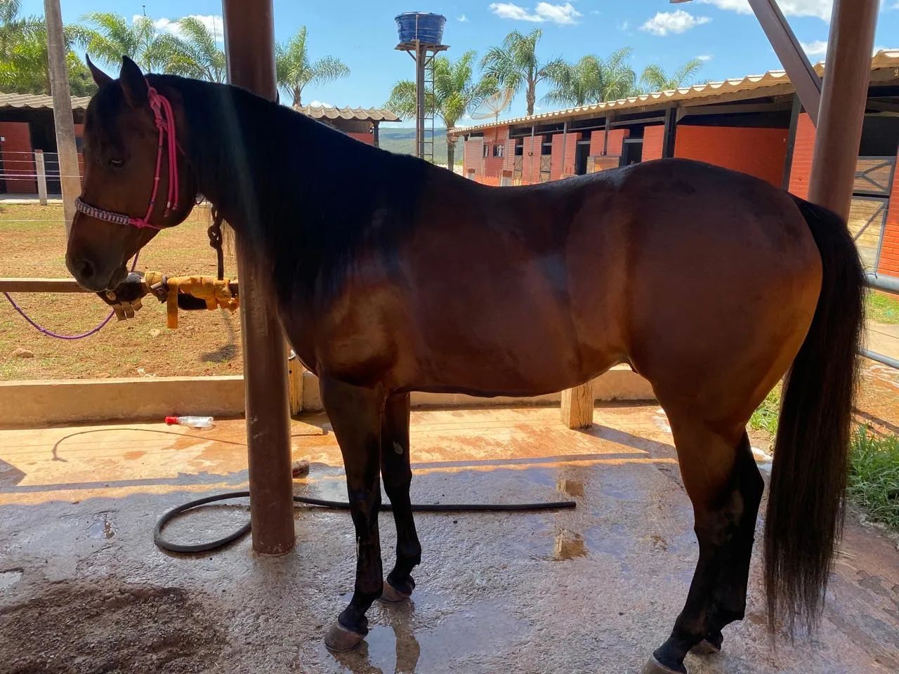 Quarto de milha tambor  - Foto 2