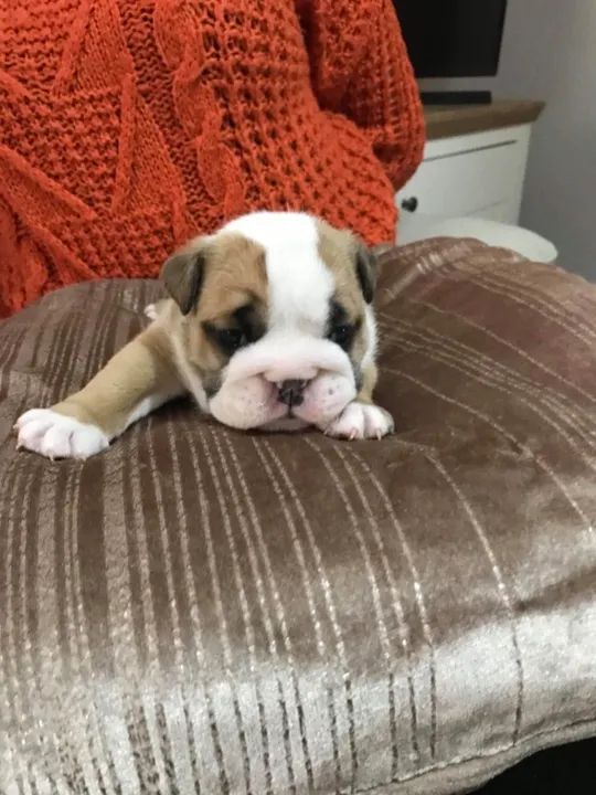 Bulldog ingles filhotes lindos entre em contato *