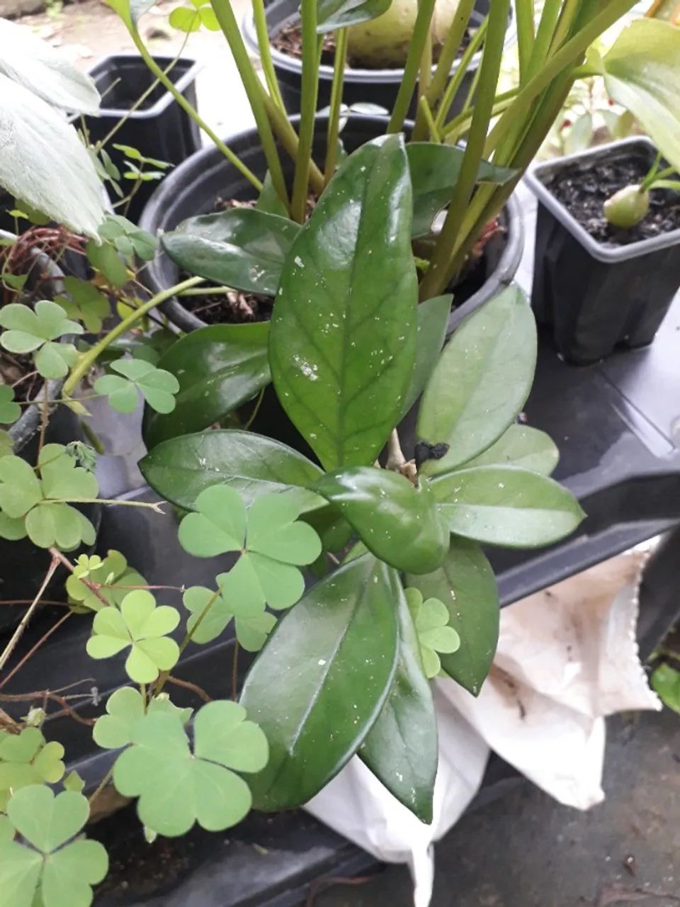 Roya carnosa - flor de cera - Porto Alegre RS  - Foto 2