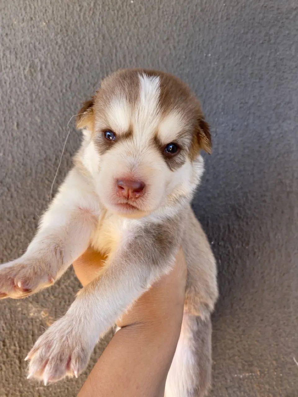 Filhotes de Husky Siberiano puros  - Foto 3