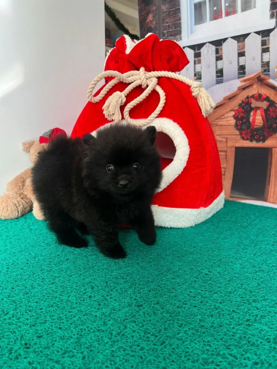 Linda e tão meiga, essa linda spitz - Foto 3