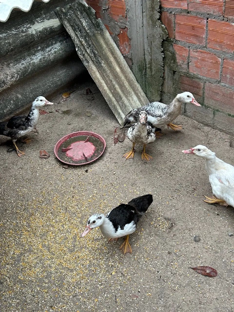 Patos Indianos bem cuidados, raros e lindos - Foto 2