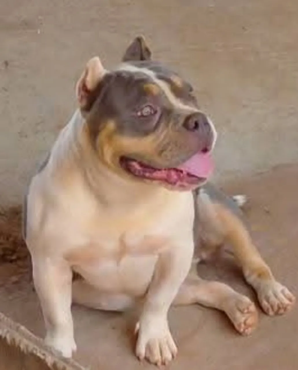 Filhote American Bully fêmea.