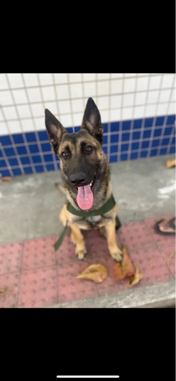 PASTO ALEMÃO BELGA MALINOÁ - Foto 4