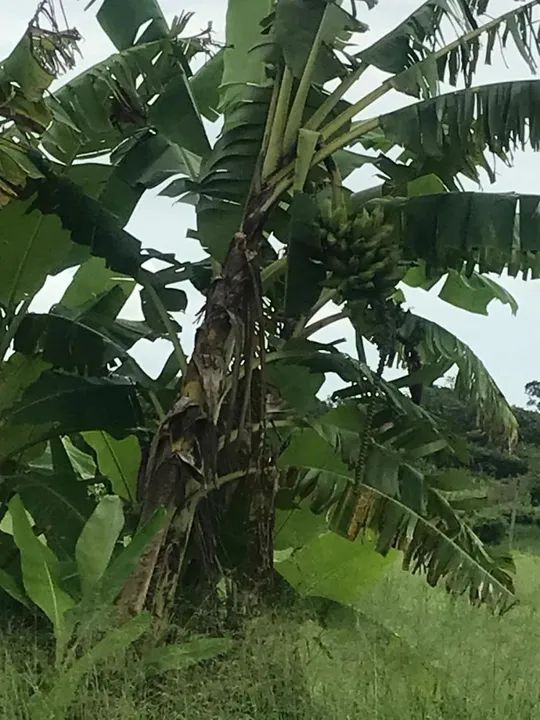 Fazenda / Chácara / Granja - Foto 5