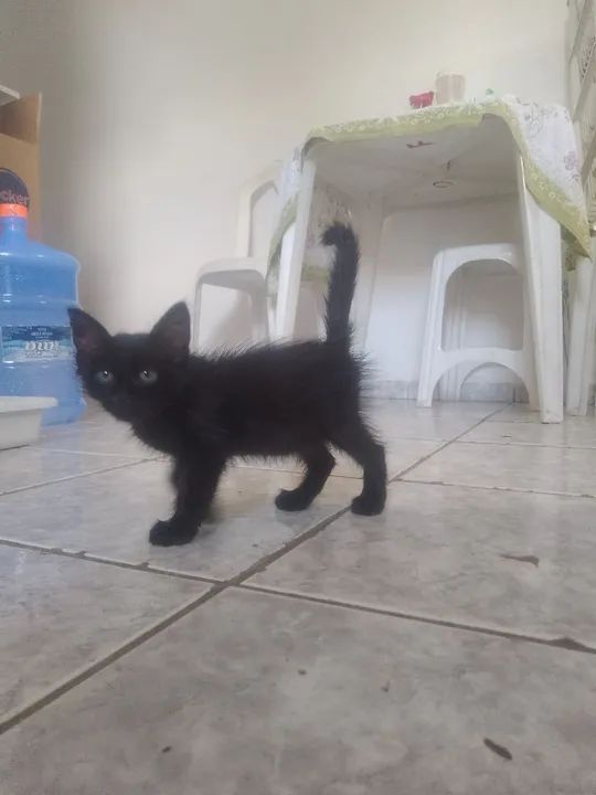 Gatinho  - Foto 2