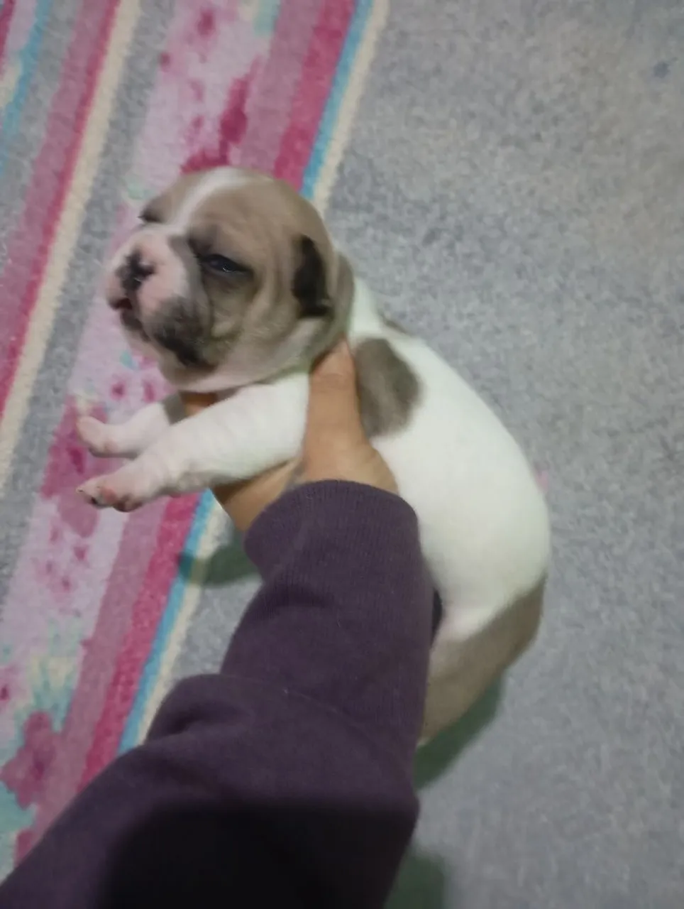 Filhote de Bulldog Francês