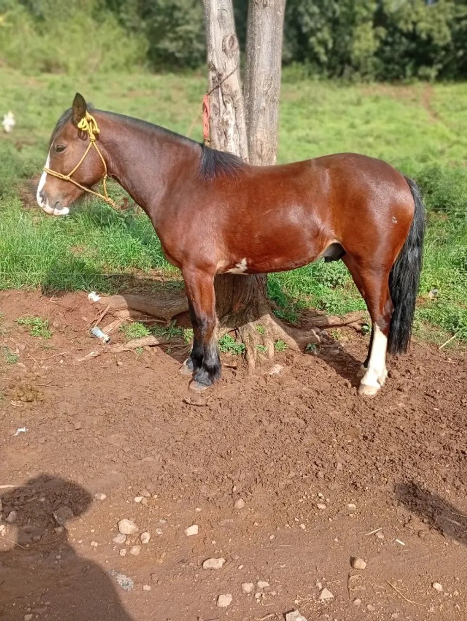 Cavalo Crioulo - Colorado - Foto 5