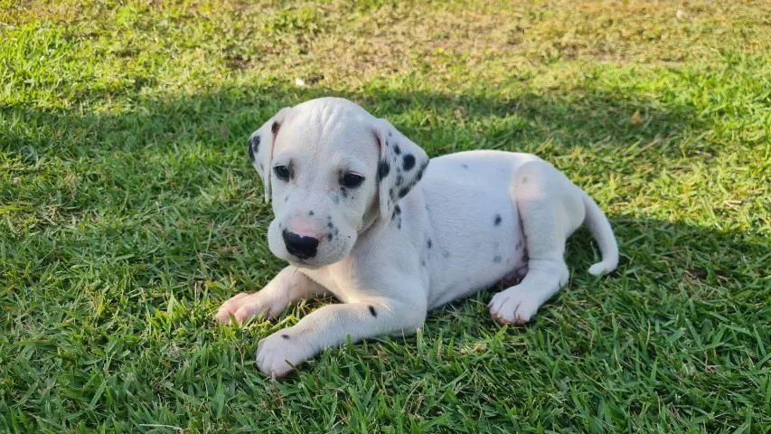 dalmata filhote - Foto 3