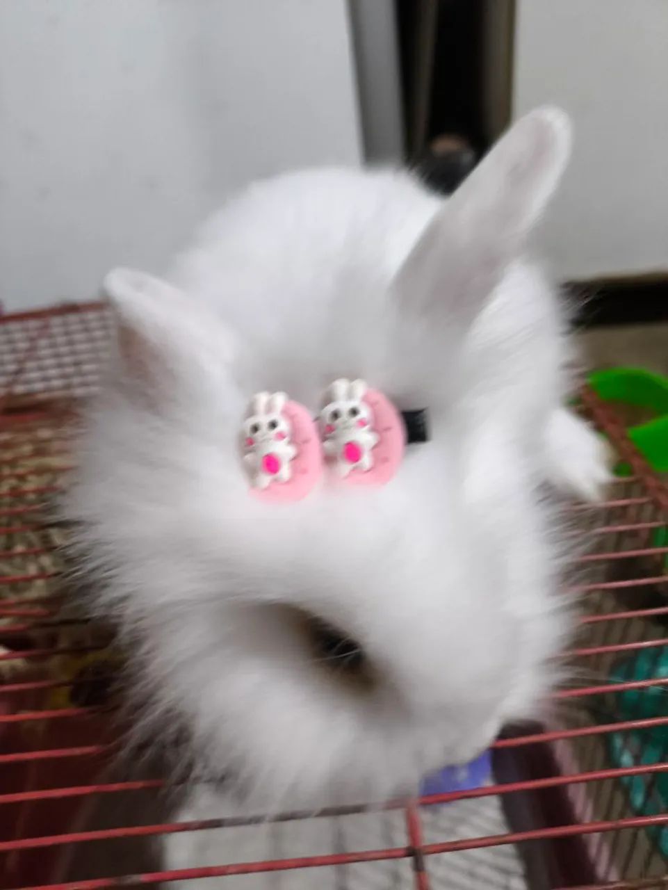 Lindos filhotes peludo.... muito fofos e carinhosos.o - Foto 6