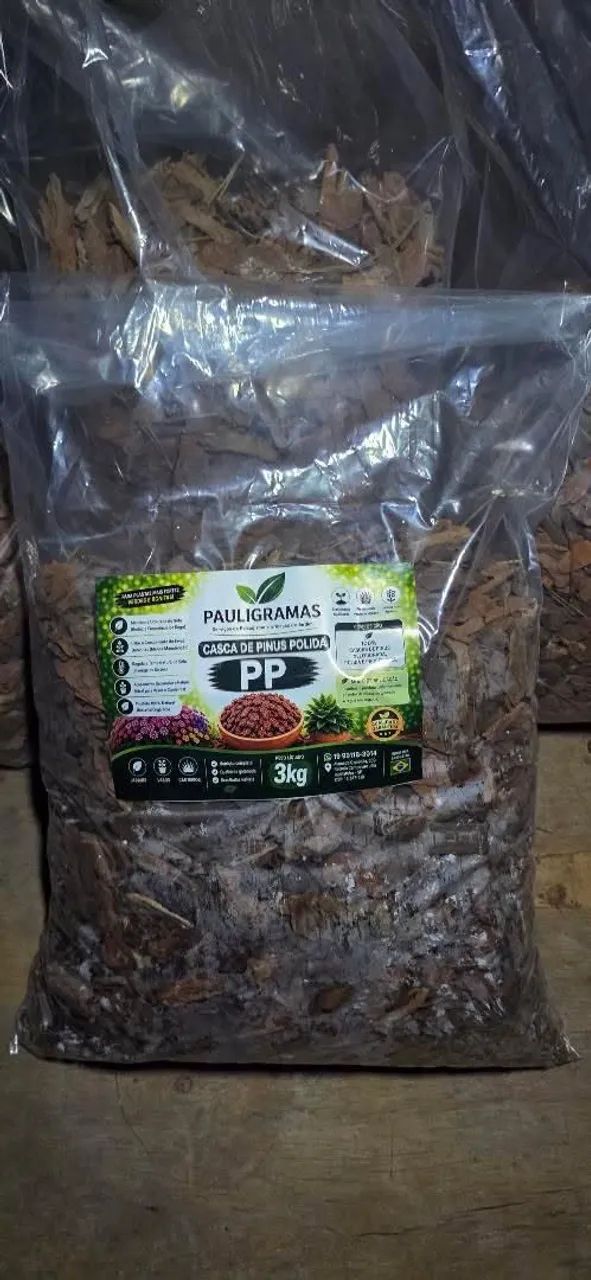 Casca pinus polida  - Foto 3