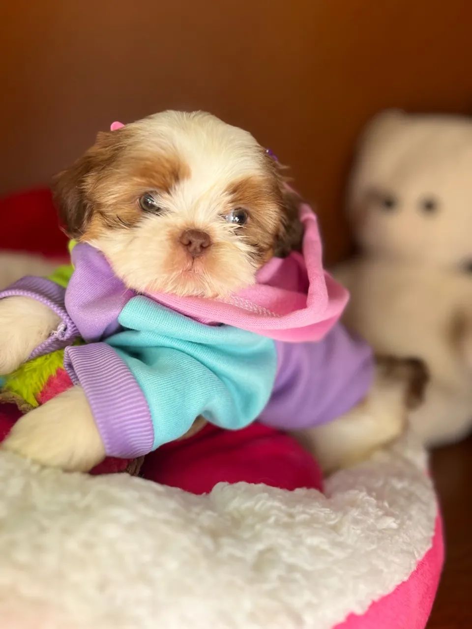 Filhotes shihtzu  - Foto 2