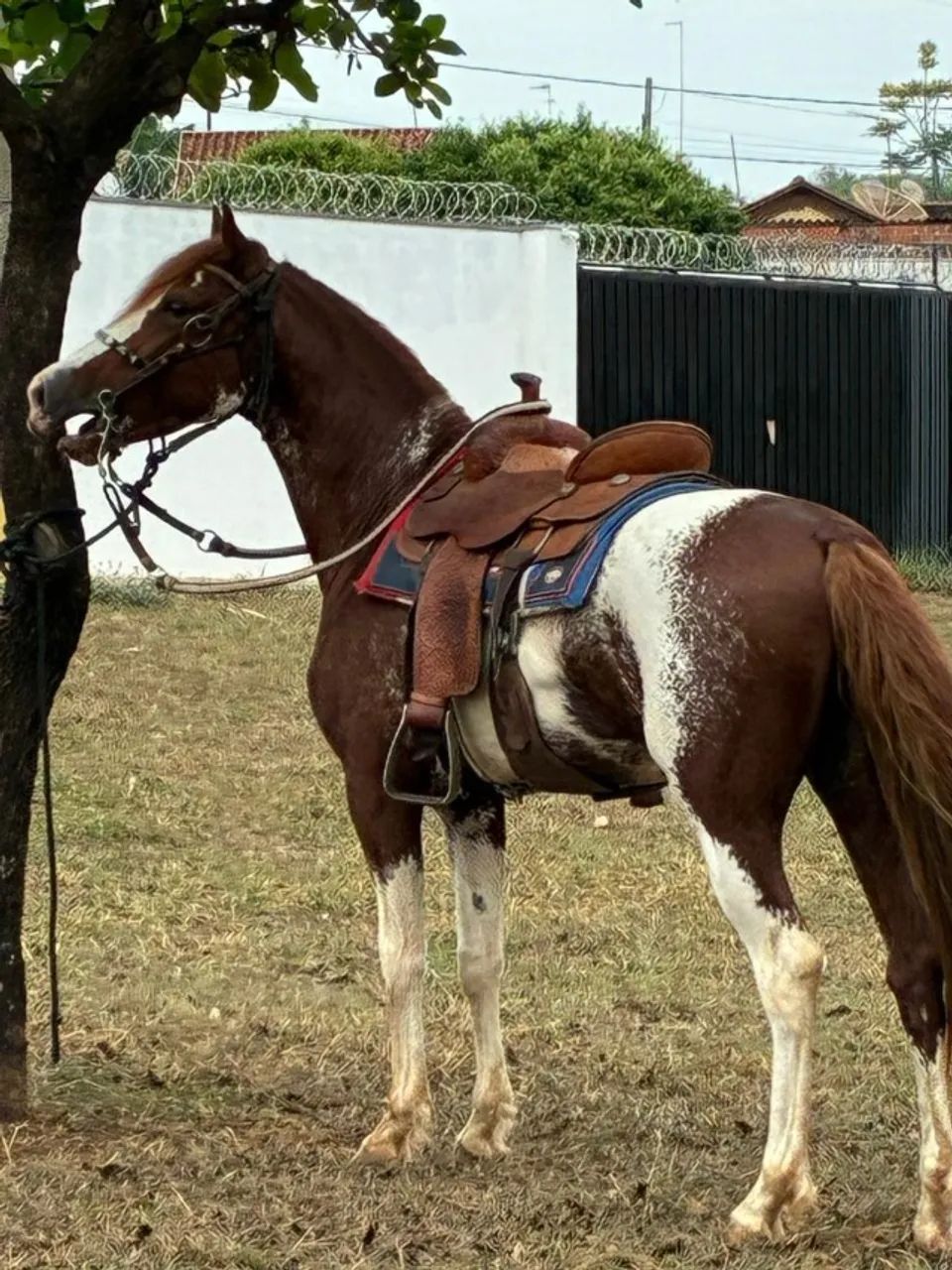 Garanhão mangalarga paulista - Foto 6