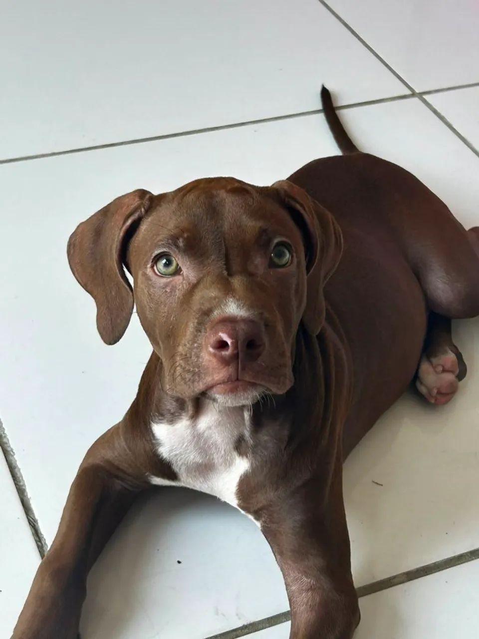 Vende se cachorro