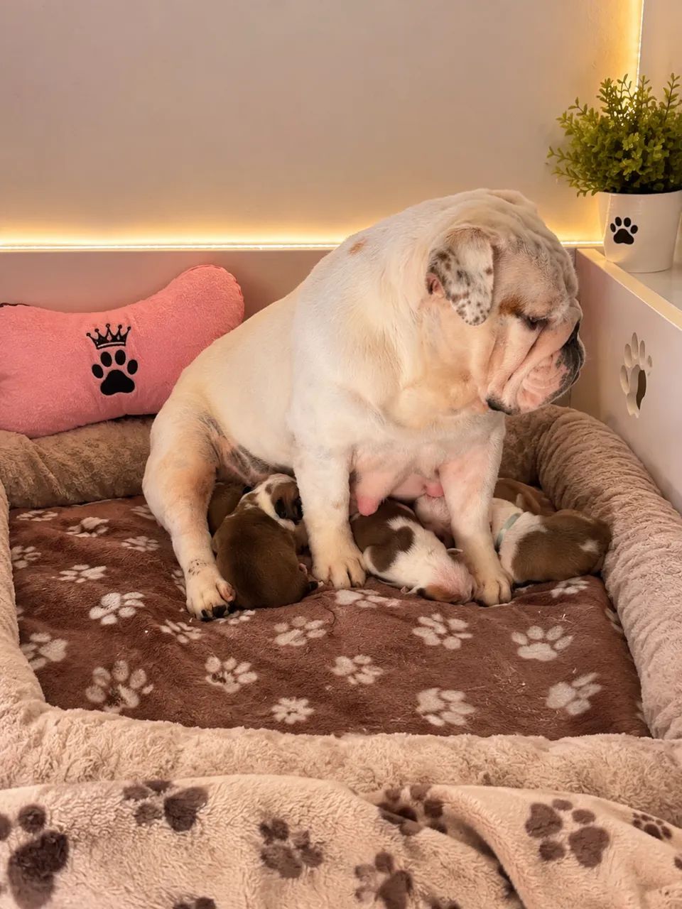 Buldogue inglês  - Foto 2