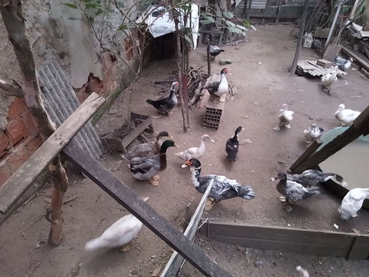 Patos  - Foto 3