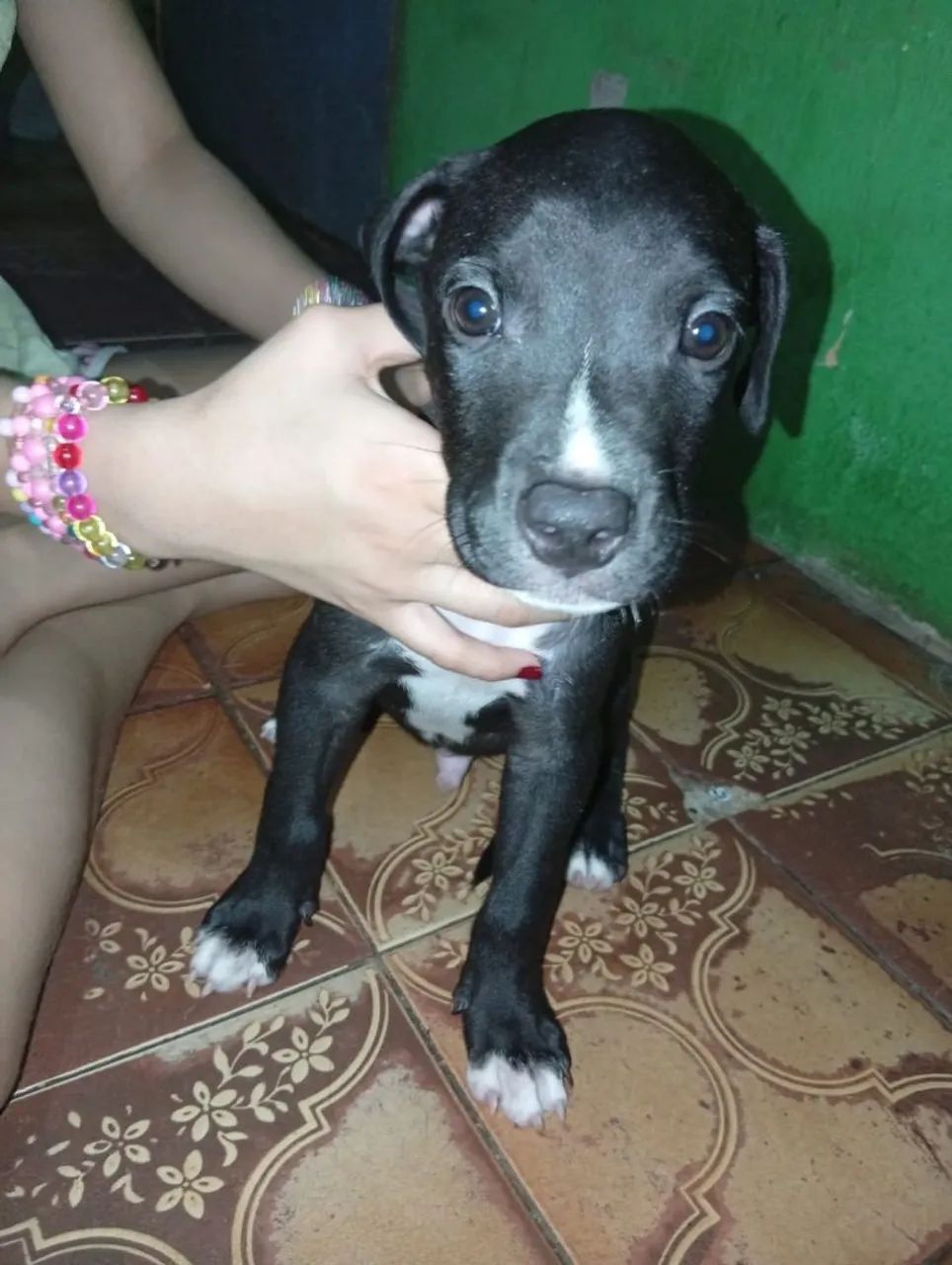 FILHOTE DE PITBULL MACHO À VENDA R$ 300! ? - Foto 5