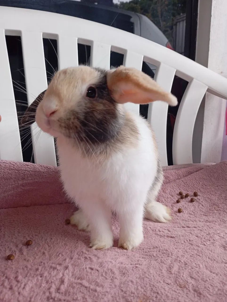 Mini Lop macho - Foto 4