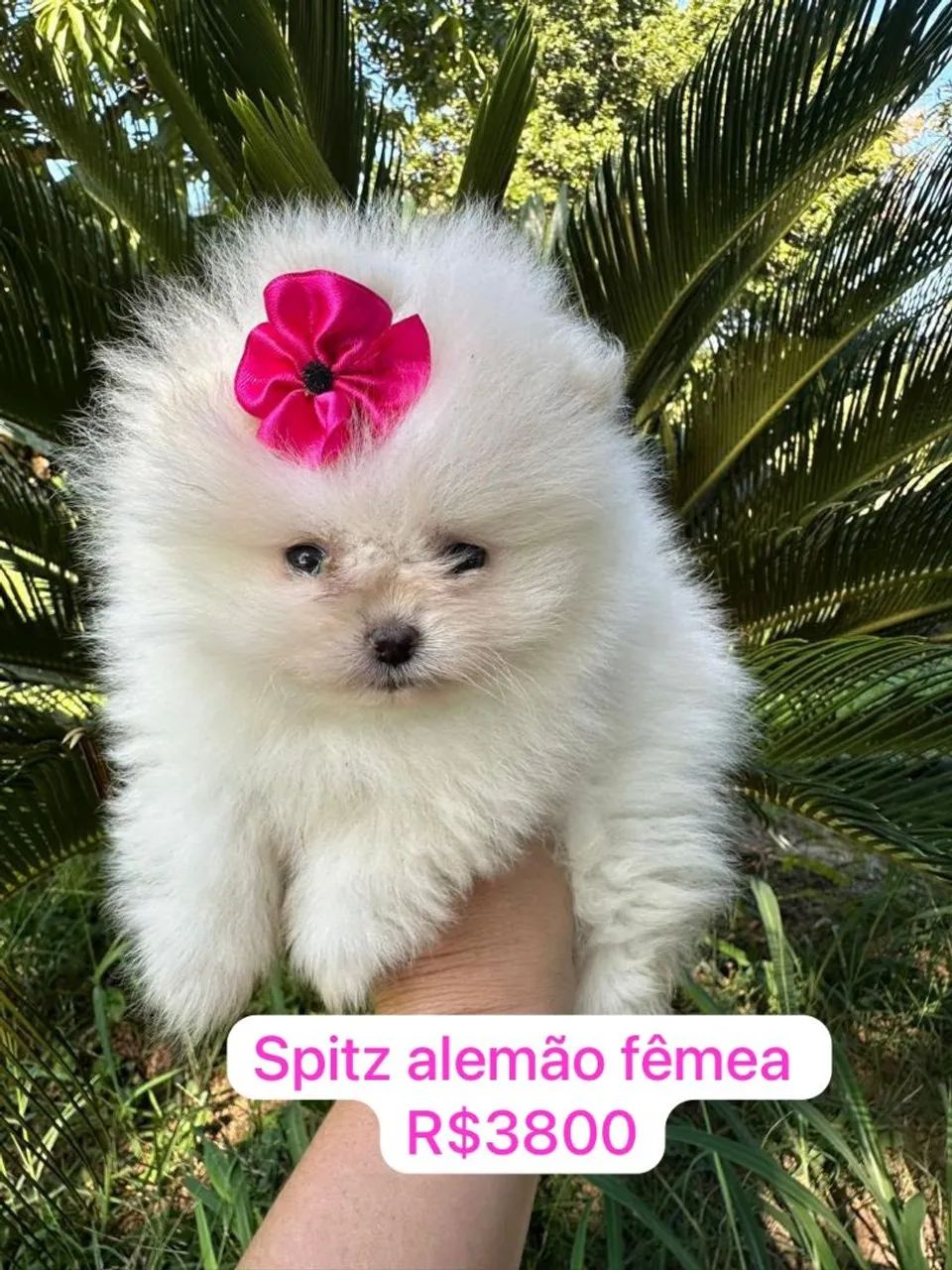 Spitz alemão fêmea 