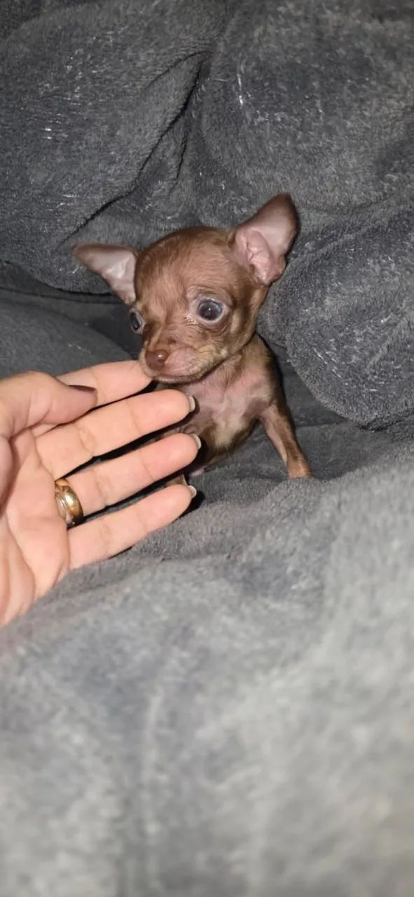 Pinscher mini macho e fêmea  - Foto 3