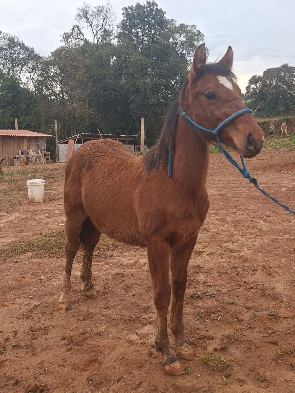 Potra quarto de milha bem linda - Foto 6